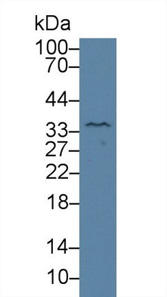 Polyclonal Antibody to Kallikrein 4 (KLK4)