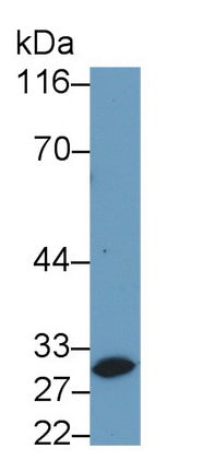 Polyclonal Antibody to Caspase 14 (CASP14)