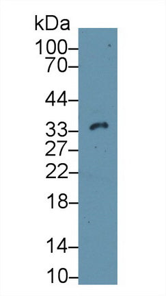 Polyclonal Antibody to Caspase 14 (CASP14)