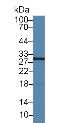 Polyclonal Antibody to Caspase 14 (CASP14)