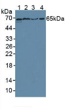 Polyclonal Antibody to Cluster Of Differentiation 55 (CD55)