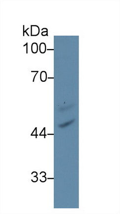 Polyclonal Antibody to Lipase, Endothelial (LIPG)