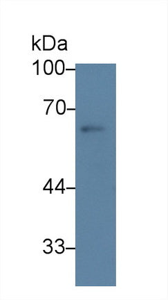Polyclonal Antibody to Heat Shock Transcription Factor 2 (HSF2)