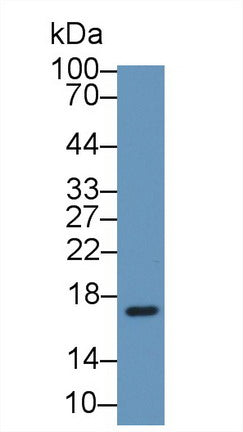 Polyclonal Antibody to Myoglobin (MYO)