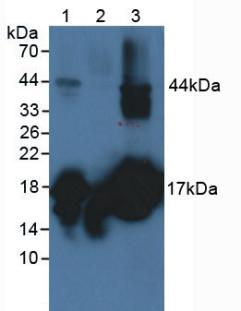 Polyclonal Antibody to Myoglobin (MYO)