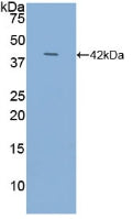 Polyclonal Antibody to N-Terminal Pro-Atrial Natriuretic Peptide (NT-ProANP)