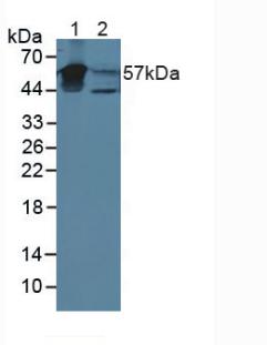 Polyclonal Antibody to Cytokeratin 4 (CK4)