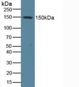 Polyclonal Antibody to Nestin (NES)