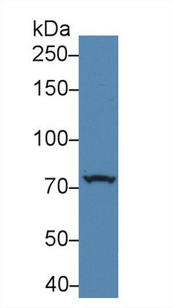 Polyclonal Antibody to Protein Kinase D2 (PKD2)