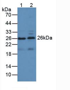 Polyclonal Antibody to Apolipoprotein A1 (APOA1)