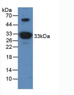 Polyclonal Antibody to Apolipoprotein A1 (APOA1)