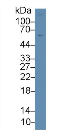 Polyclonal Antibody to Intercellular Adhesion Molecule 3 (ICAM3)