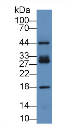 Polyclonal Antibody to Intercellular Adhesion Molecule 2 (ICAM2)