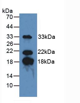 Polyclonal Antibody to Myelin Basic Protein (MBP)