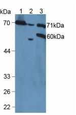 Polyclonal Antibody to Vascular Cell Adhesion Molecule 1 (VCAM1)