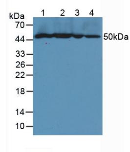 Polyclonal Antibody to Vascular Cell Adhesion Molecule 1 (VCAM1)