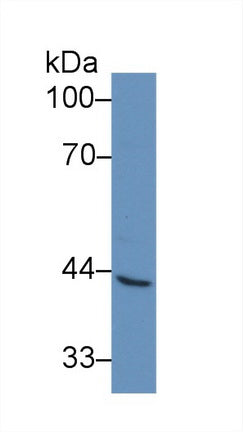 Polyclonal Antibody to Vascular Cell Adhesion Molecule 1 (VCAM1)