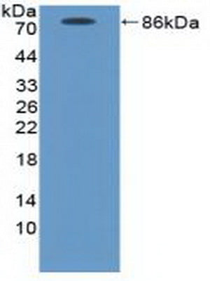 Polyclonal Antibody to Intercellular Adhesion Molecule 1 (ICAM1)