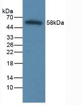 Polyclonal Antibody to Intercellular Adhesion Molecule 1 (ICAM1)