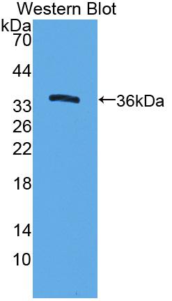 Polyclonal Antibody to Intercellular Adhesion Molecule 1 (ICAM1)