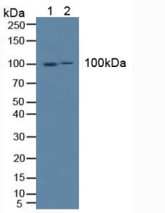 Polyclonal Antibody to Intercellular Adhesion Molecule 1 (ICAM1)