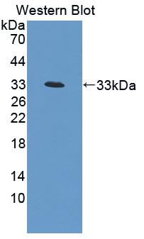 Polyclonal Antibody to Nicotinamide Adenine Dinucleotide Phosphate Oxidase 1 (NOX1)