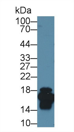 Polyclonal Antibody to Fatty Acid Binding Protein 2, Intestinal (FABP2)