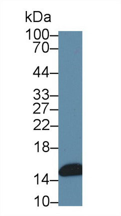 Polyclonal Antibody to Fatty Acid Binding Protein 2, Intestinal (FABP2)