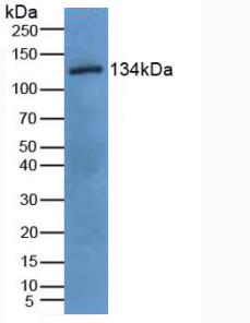 Polyclonal Antibody to Epidermal Growth Factor (EGF)