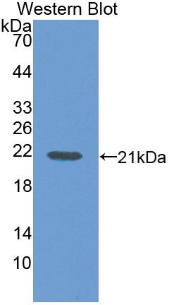 Polyclonal Antibody to Interleukin 1 Delta (FIL1d)