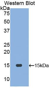 Polyclonal Antibody to Motilin (MTL)