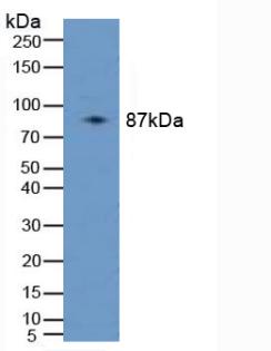 Polyclonal Antibody to Phospholipase A2 Activating Protein (PLAP)