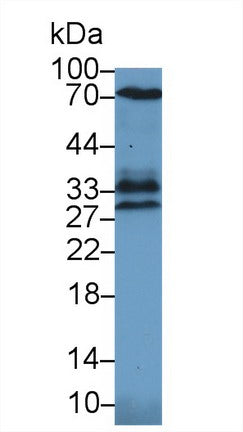 Polyclonal Antibody to Heme Oxygenase 1 (HO1)