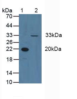 Polyclonal Antibody to Cyclin D3 (CCND3)
