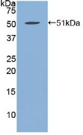 Polyclonal Antibody to Fibrillin 1 (FBN1)