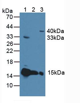 Polyclonal Antibody to Cytochrome C (CYCS)