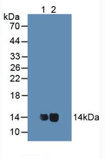 Polyclonal Antibody to Cytochrome C (CYCS)