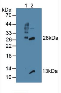 Polyclonal Antibody to Granzyme B (GZMB)