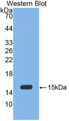 Polyclonal Antibody to Myeloperoxidase (MPO)