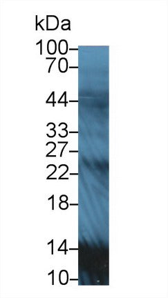 Polyclonal Antibody to Apolipoprotein A2 (APOA2)