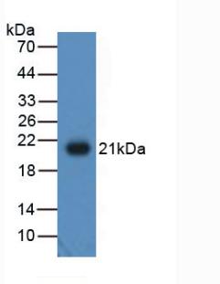 Polyclonal Antibody to Adiponectin (ADPN)