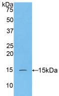 Polyclonal Antibody to Caspase 3 (CASP3)