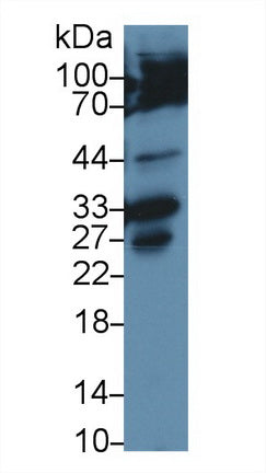 Polyclonal Antibody to Caspase 3 (CASP3)