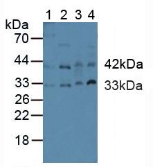 Polyclonal Antibody to Caspase 9 (CASP9)