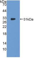 Polyclonal Antibody to Nitric Oxide Synthase Trafficker (NOSTRIN)