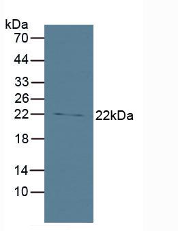 Polyclonal Antibody to BH3 Interacting Domain Death Agonist (Bid)