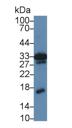 Polyclonal Antibody to Midkine (MK)