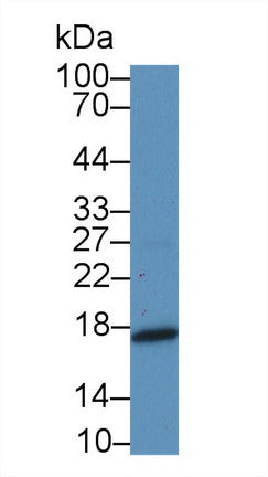 Polyclonal Antibody to Midkine (MK)