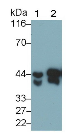 Polyclonal Antibody to Pepsin (PP)