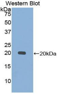 Polyclonal Antibody to Calmodulin (CAM)